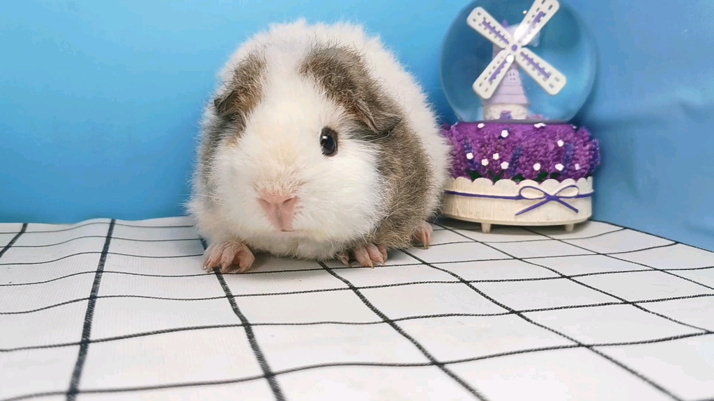 【荷兰猪】超级萌的奶刺加白美泰