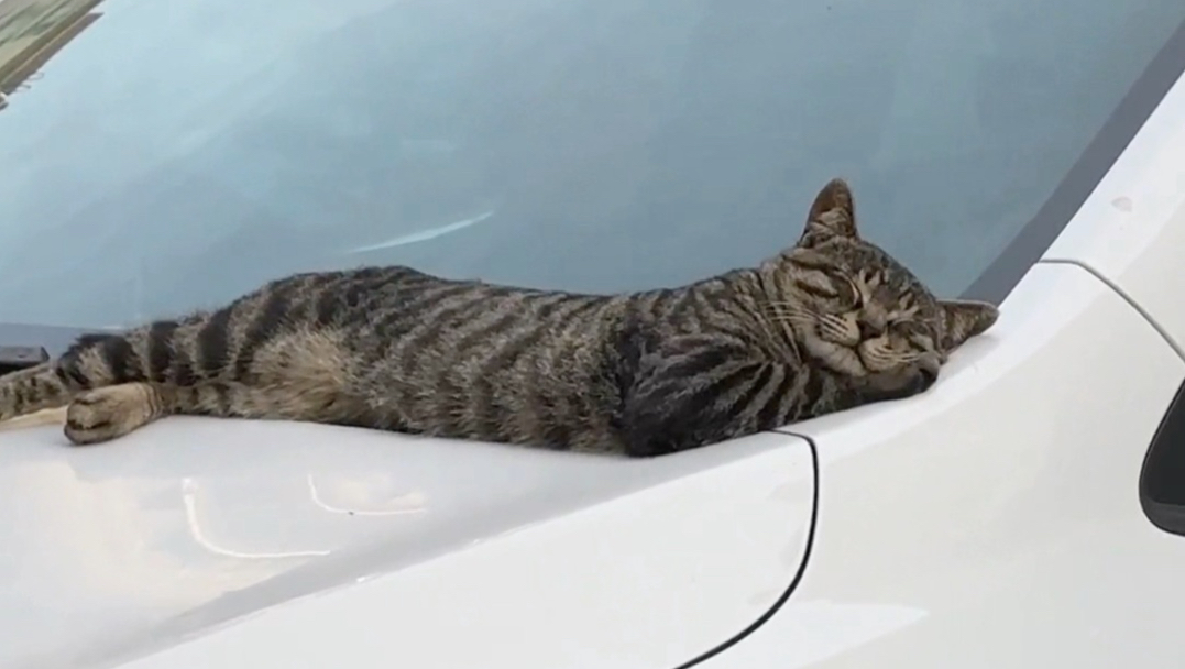 小猫在哪里都能眯一会，所以叫猫咪