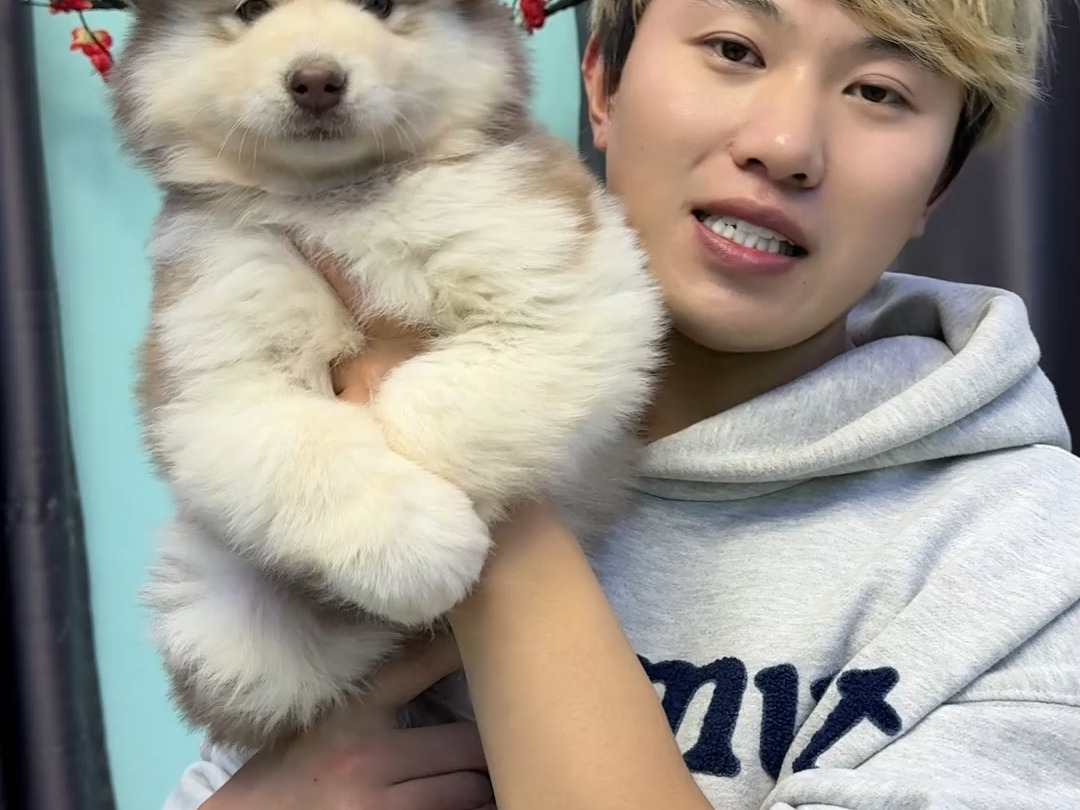 帮江西南昌粉丝挑选稀有色红桃阿拉斯加幼犬,感谢南昌市粉丝信任,选