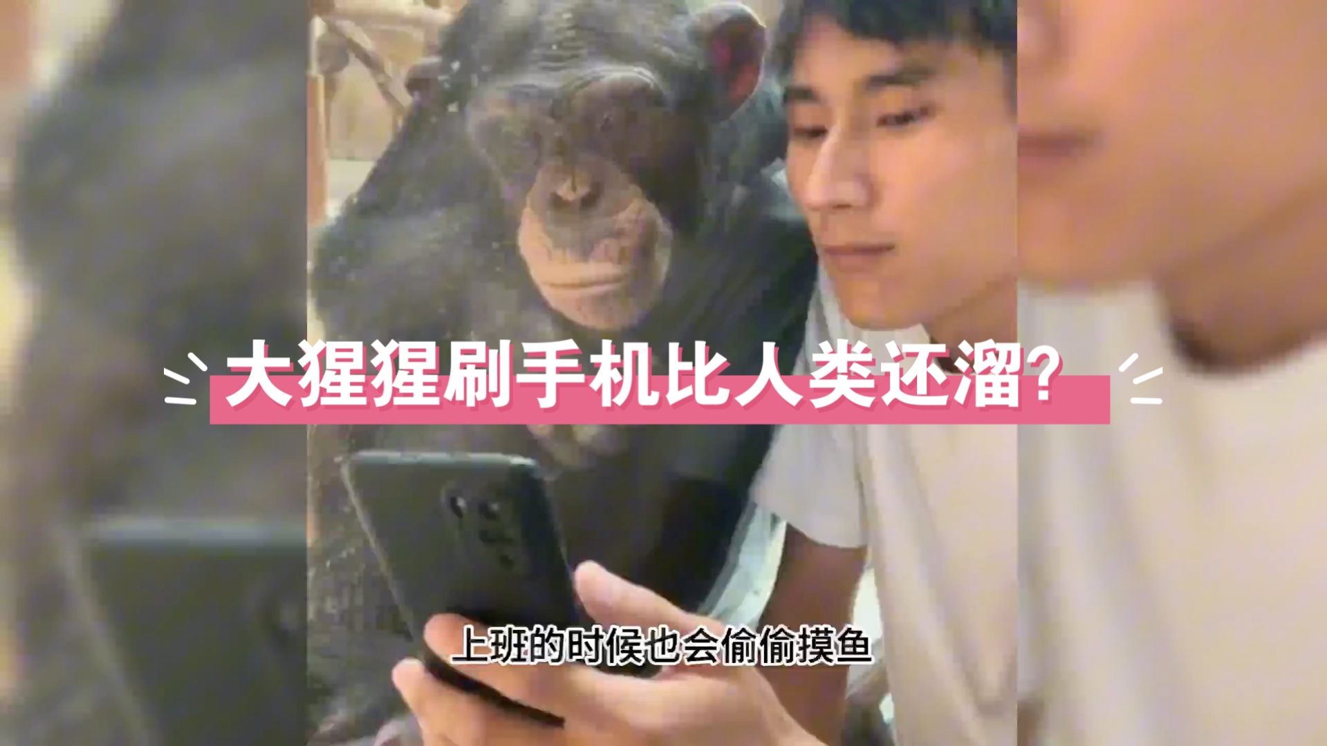 大猩猩玩手机?不可思议!