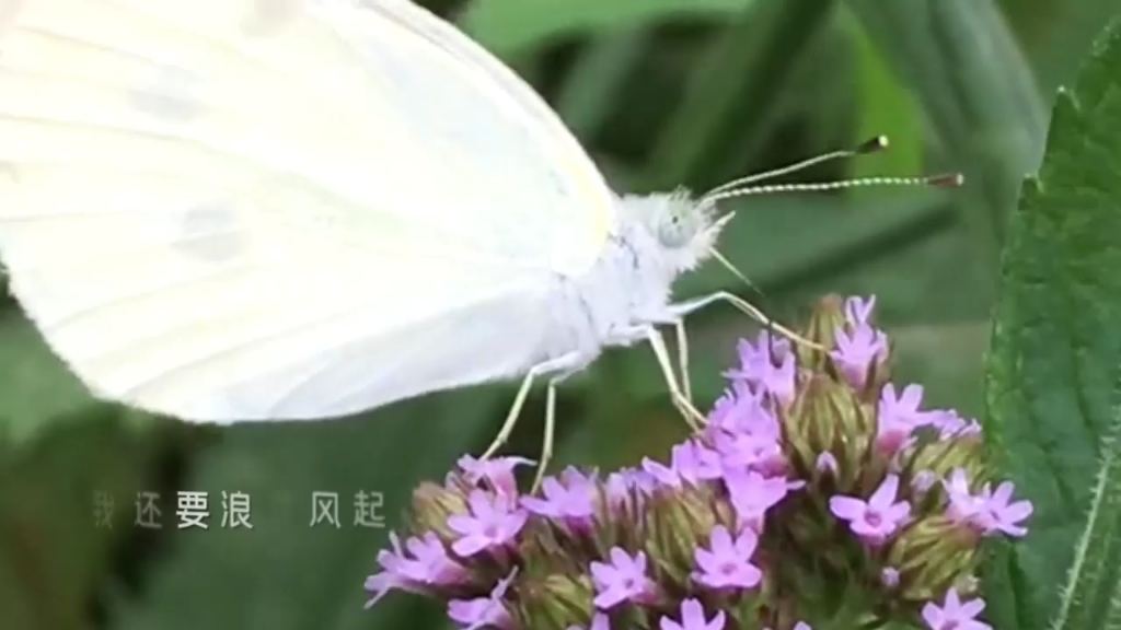 [图]我想和你虚度光阴1