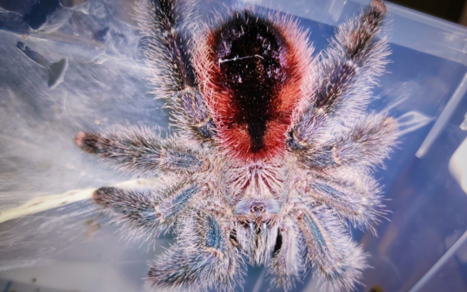 玛瑙斯粉趾相亲相爱