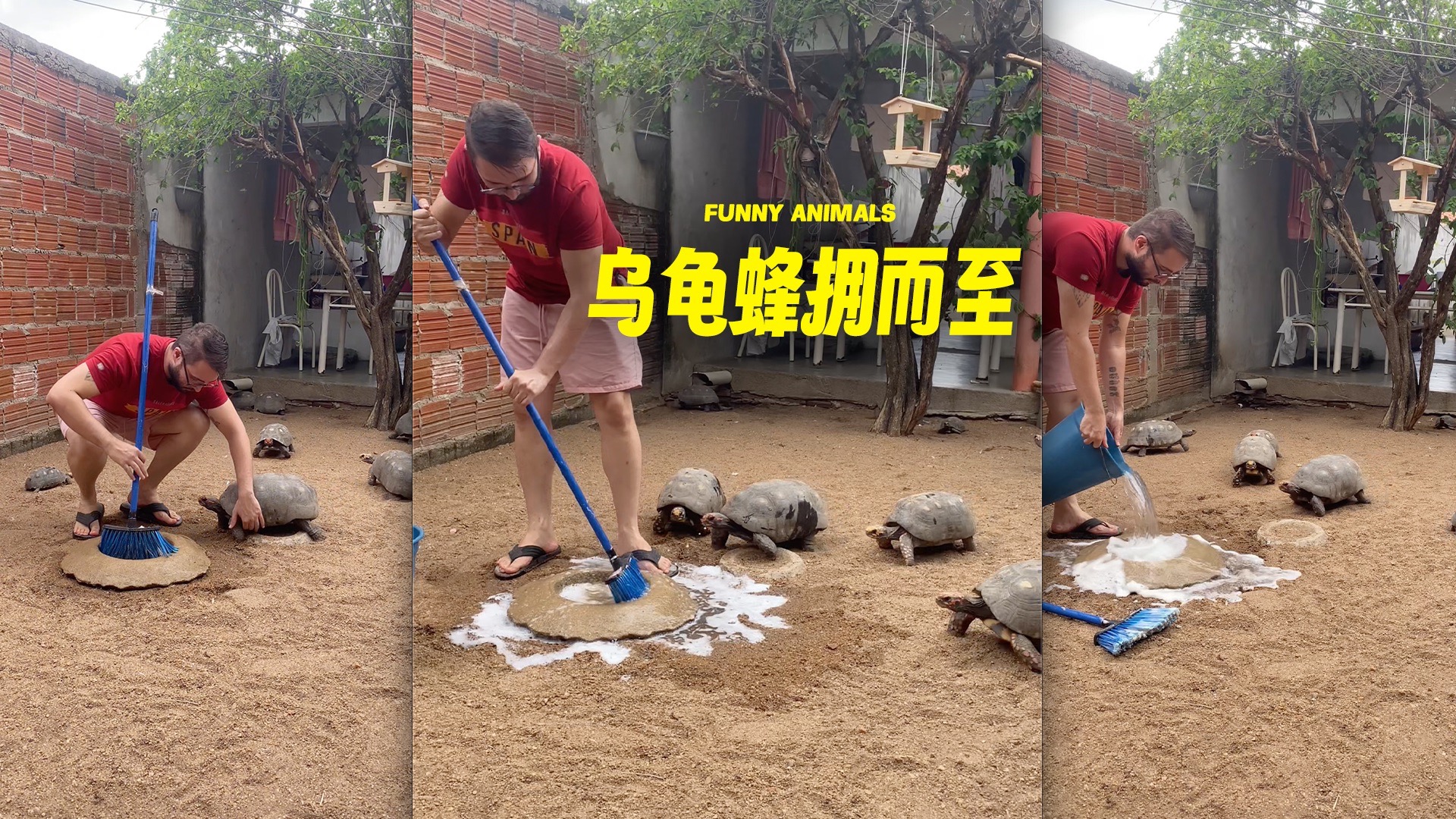 建议下次先把乌龟翻过来🐢-FUNNY-ANIMALS-FUNNY-ANIMALS-哔哩哔哩视频
