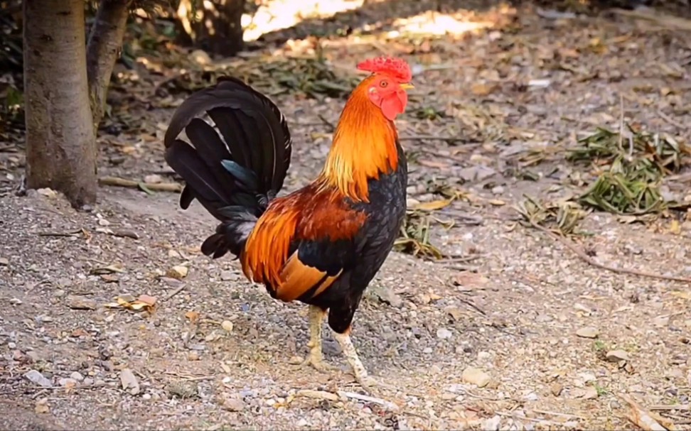 它本是一只中国公鸡