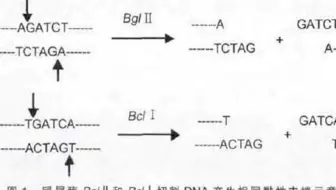 艾可生物化学第二十四期课程节选-同尾酶