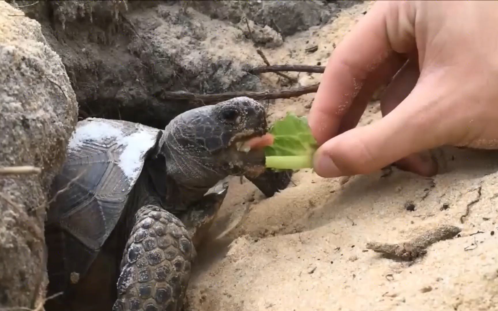 活动  一不小心被乌龟咬到手,这时候怎么办呢?