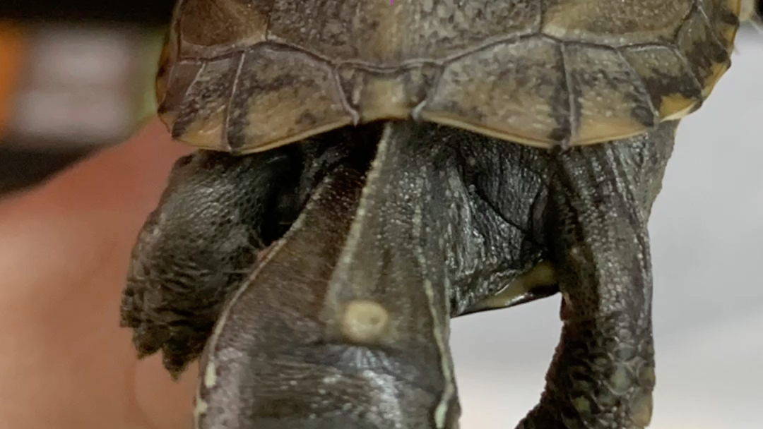 小乌龟头上长出个小白点,是什么?_哔哩哔哩_bilibili
