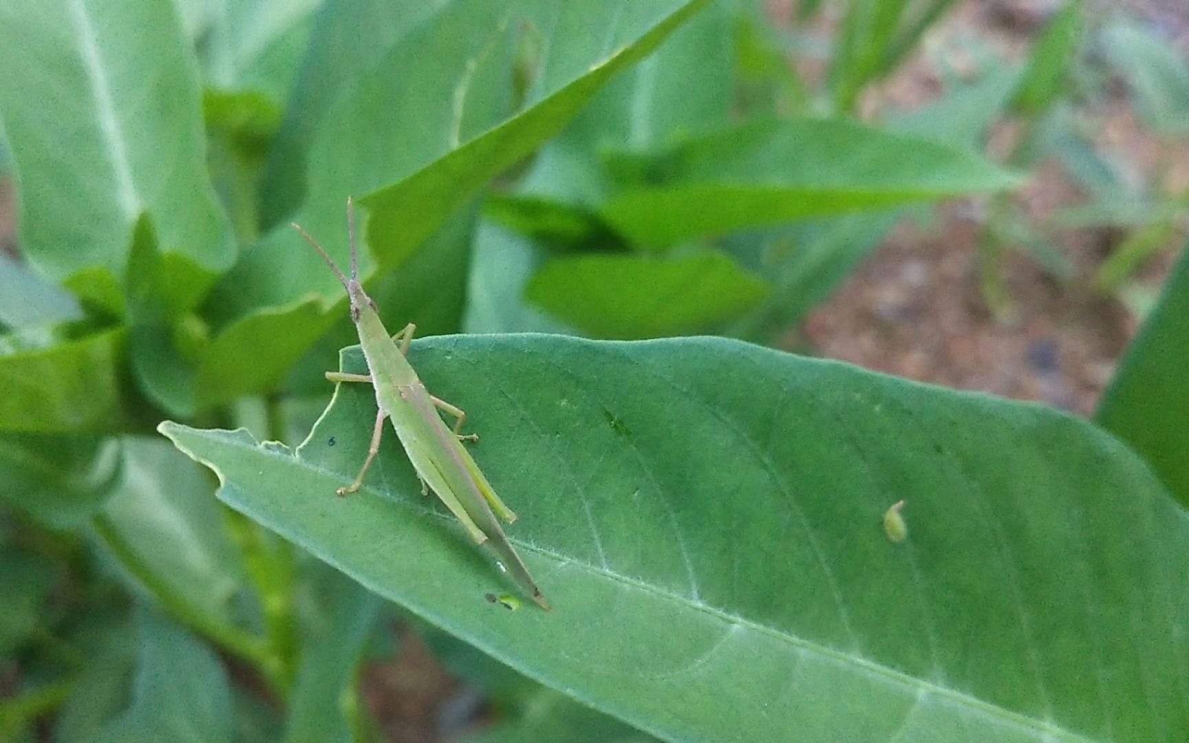 菜叶上的青蝗虫,可能是吧