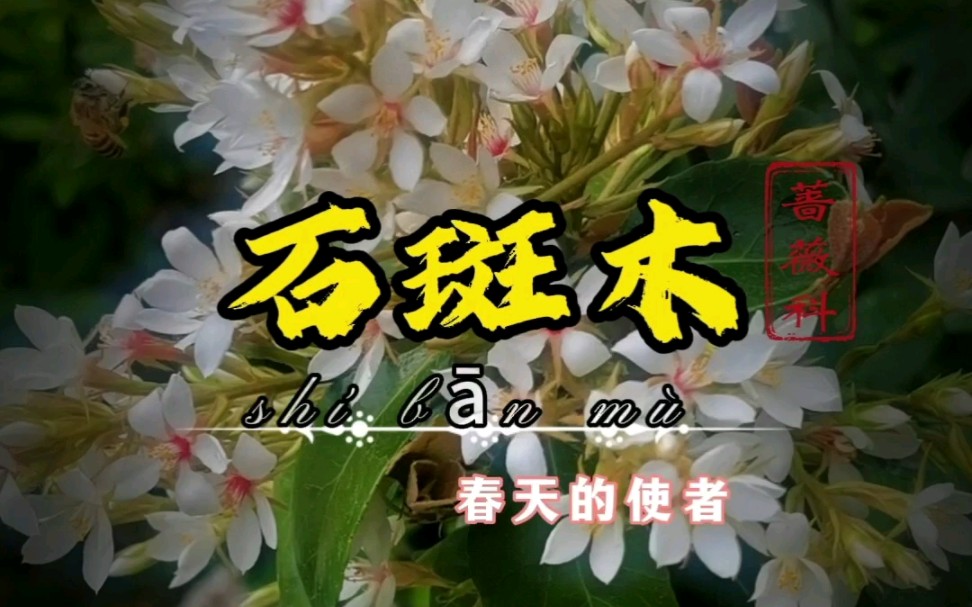 【石斑木】被誉为“春天的使者”,为何又叫它“清明花”?哔哩哔哩bilibili