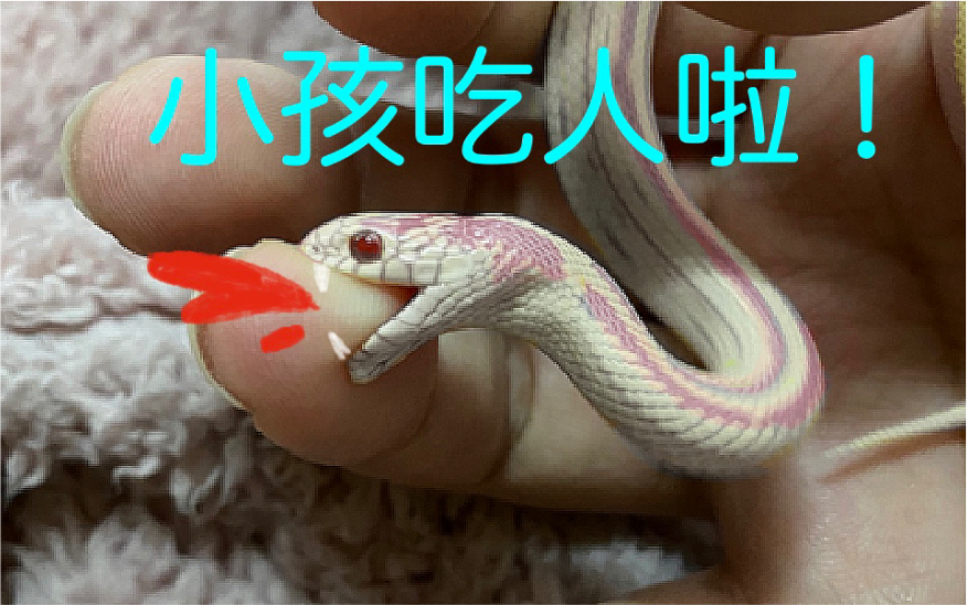 王蛇快逃蛇吃人了