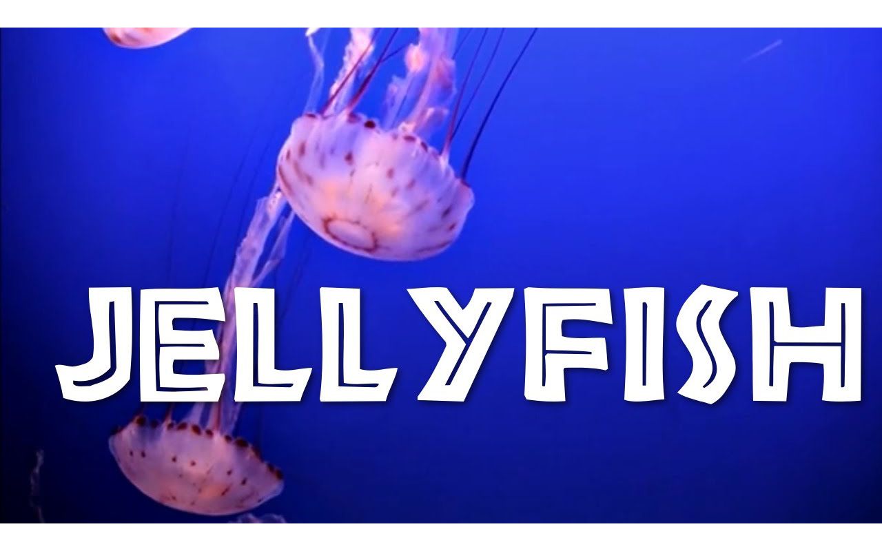 [图]All About Jellyfish for Kids - Jellyfish for Children - FreeSchool