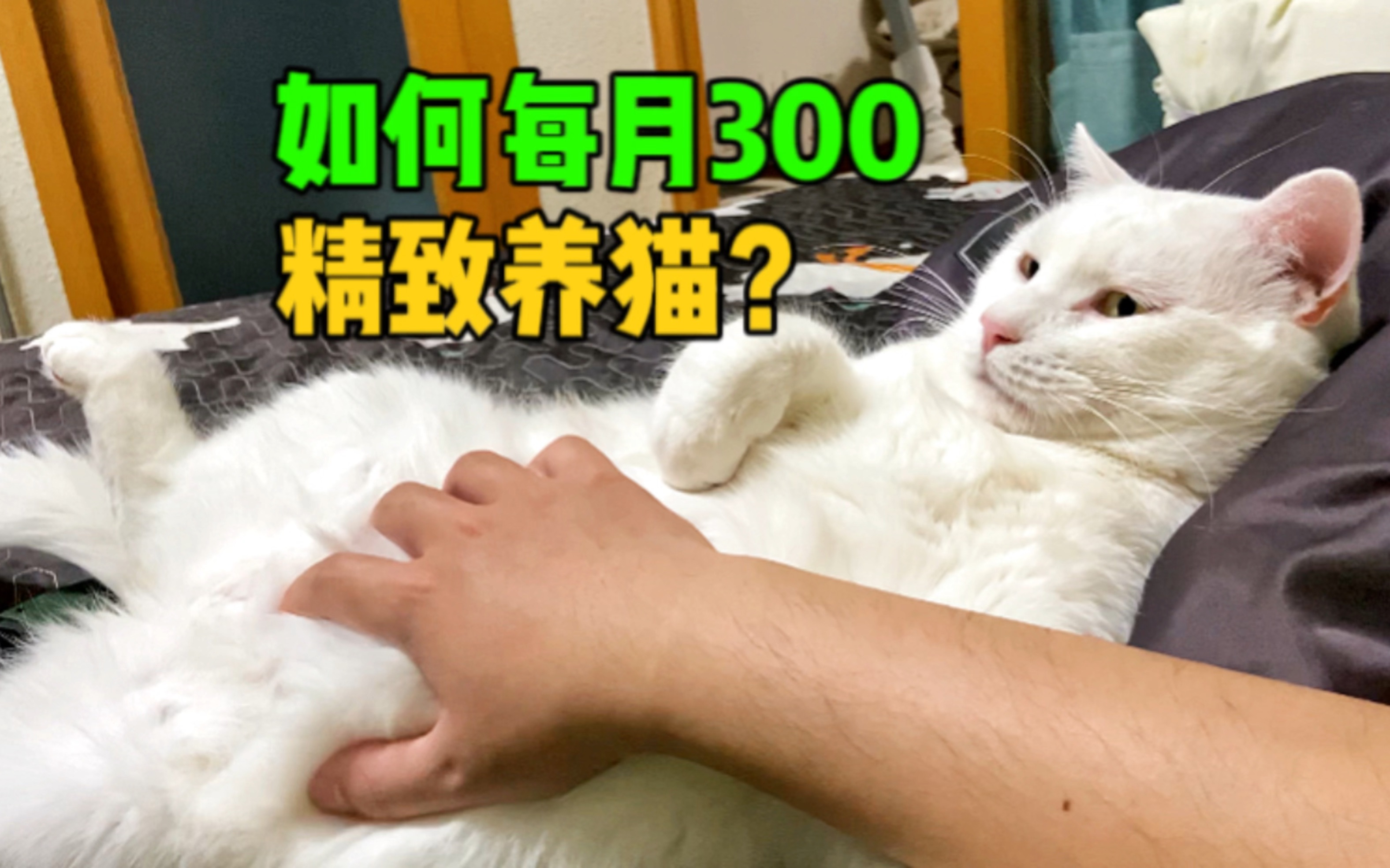 【新手养猫】如何一个月300不到做到精致养猫哔哩哔哩bilibili