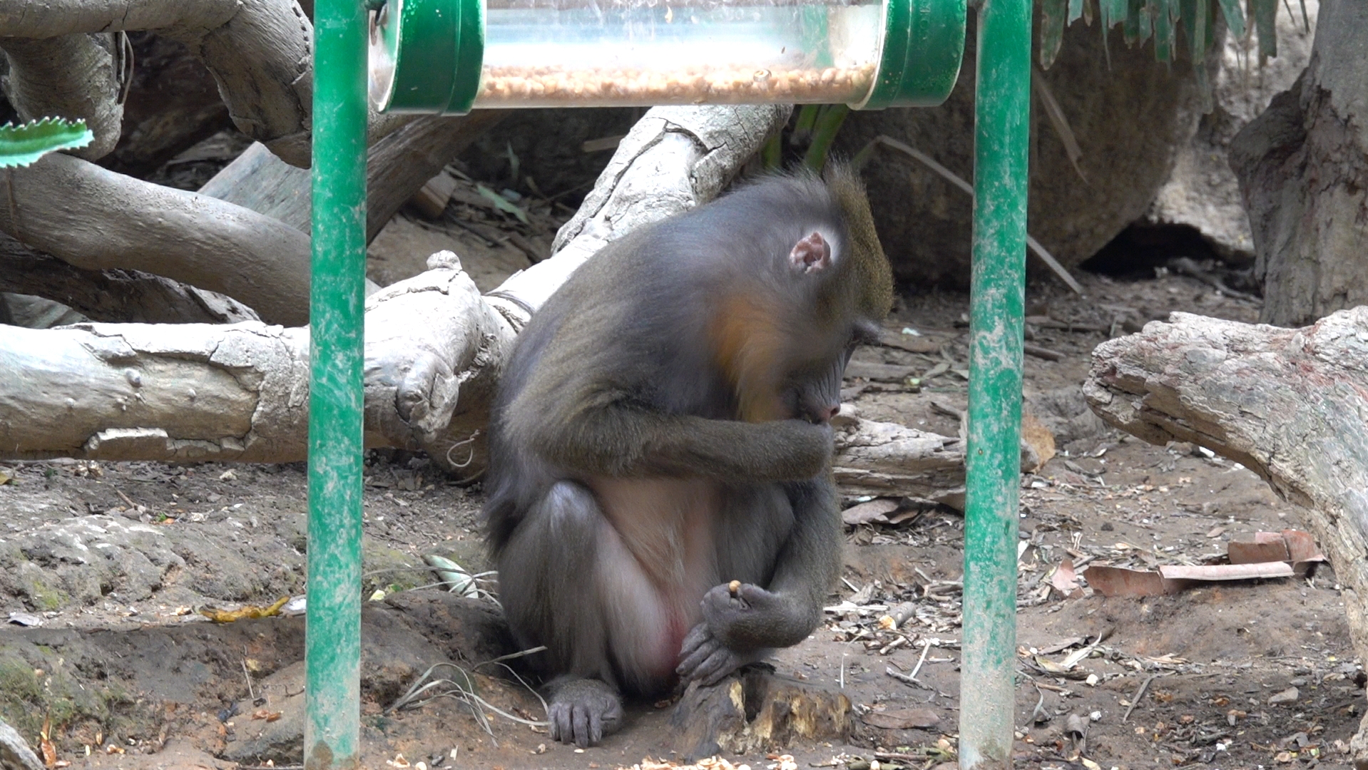 【山魈】壮壮的不知道哪个老婆,根本认不到