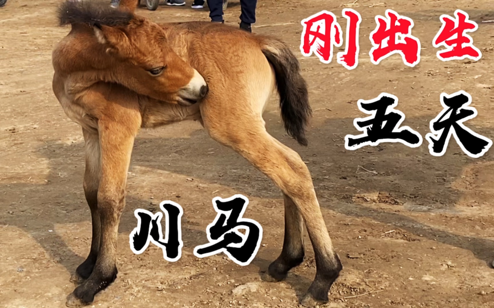 出生五天的小川马第一次外出太调皮了,才生完马驹就骑马这样好吗