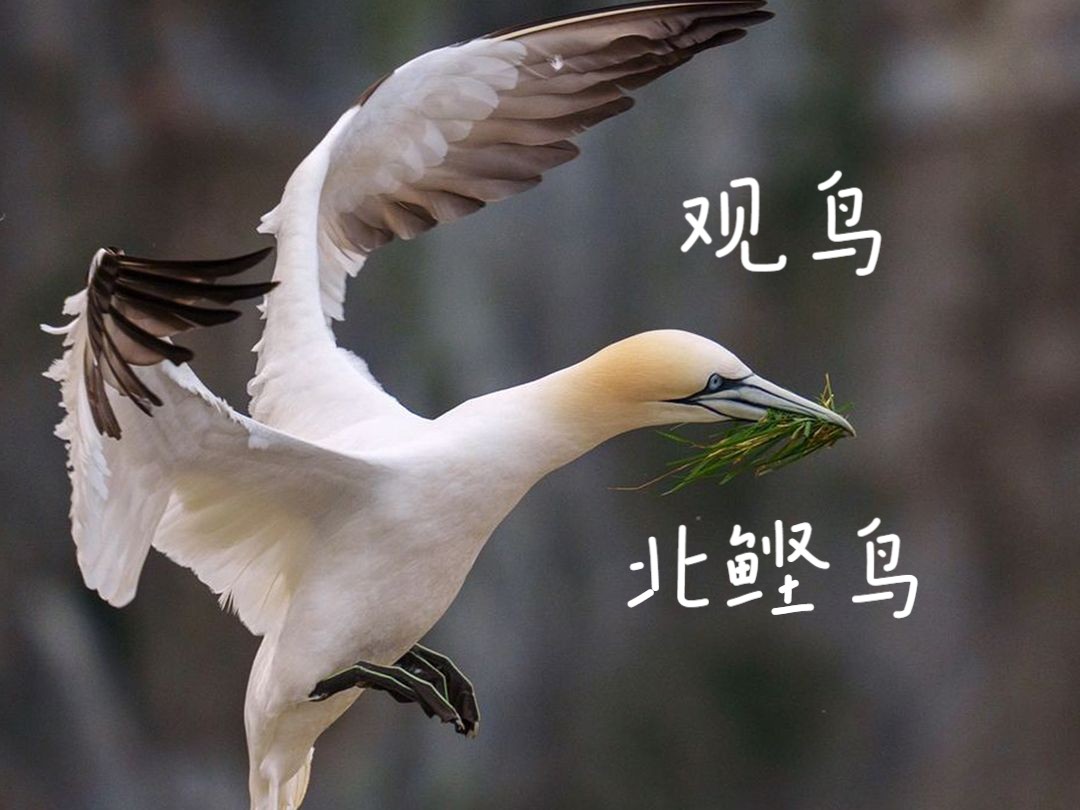 犹如一颗子弹穿透大海!北鲣鸟