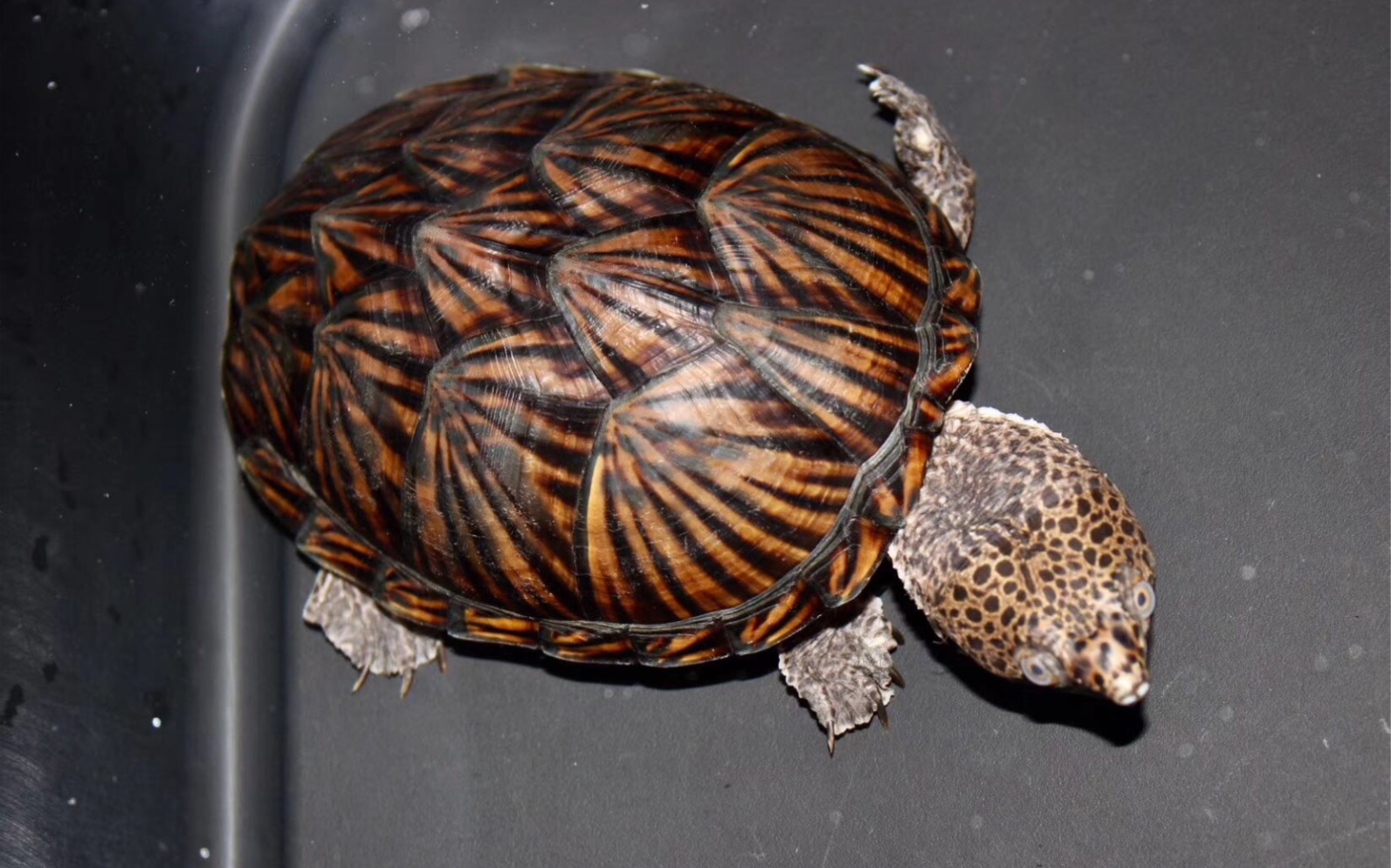 给四个小家伙喂食巨头剃刀