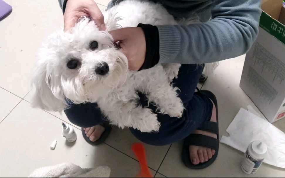 小比熊芒果拔耳毛,乖巧听话,不听话就打屁股