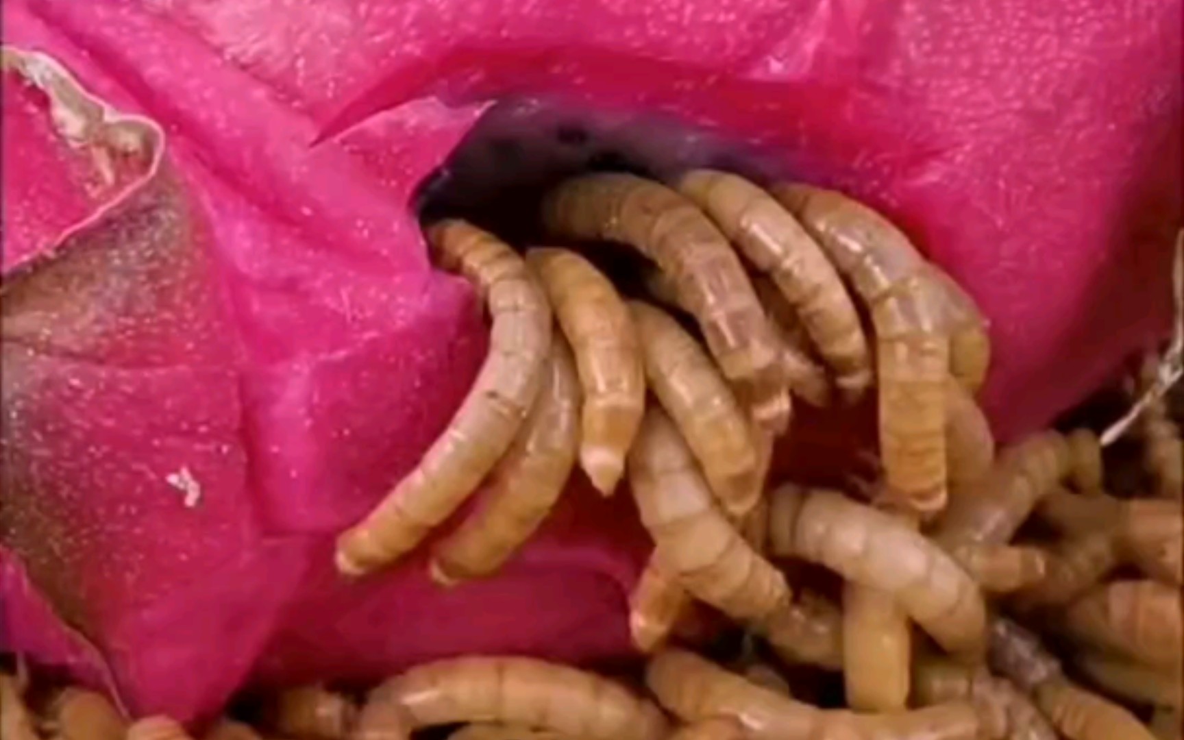 一来欣赏密集虫子49小时啃食火龙果