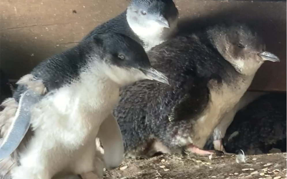 [图]野生Little penguin 小蓝企鹅幼崽