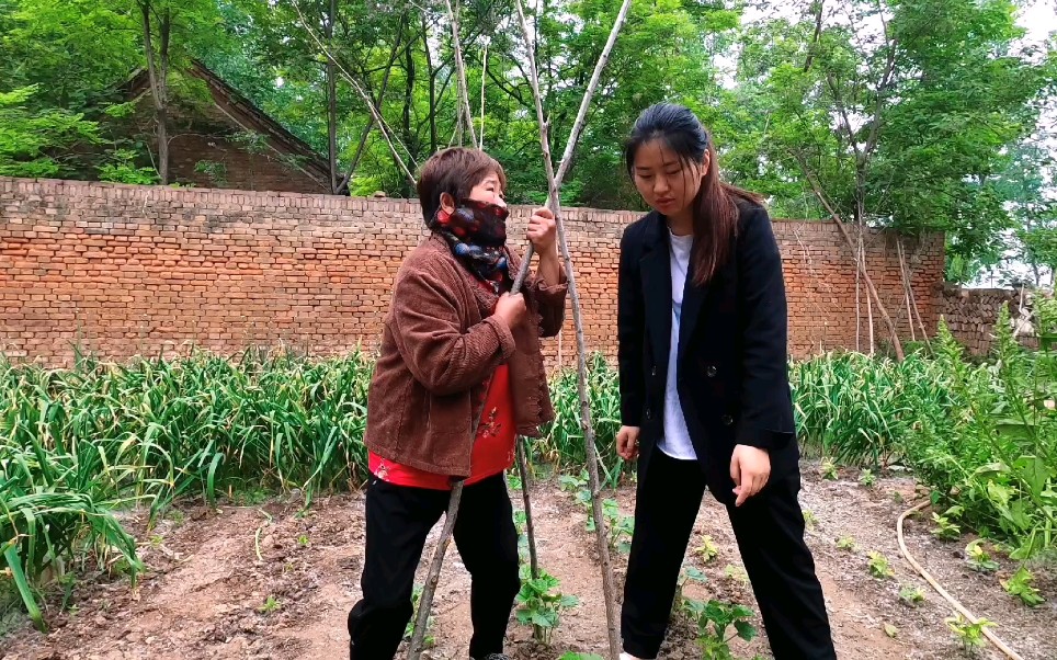 农村婆媳搭黄瓜架,有说有笑搭配好,这关系真让人羡慕啊