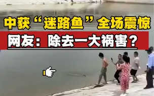 Tải video: 男子中获“迷路鱼”震惊全场，三四个人抬都吃力！网友：除去一“大祸害”？