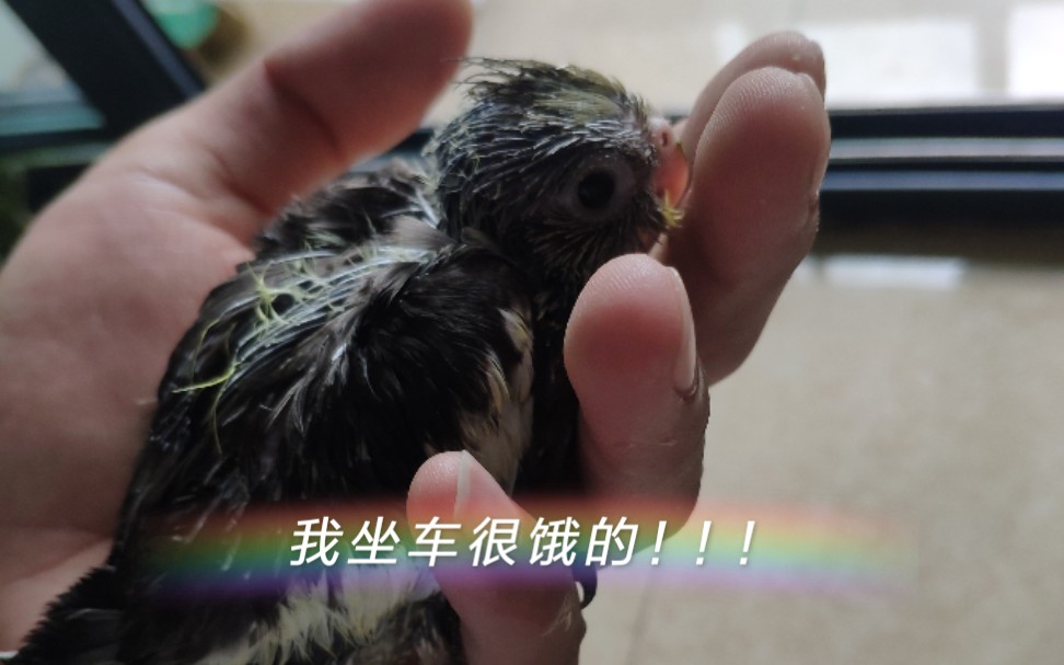 【玄凤鹦鹉】开箱一只在路上饿了三天的原始灰小雏鸟,第一次喂食好