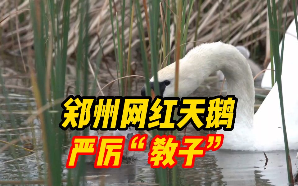 宝宝学技能想偷懒 郑州网红天鹅严厉“教子”哔哩哔哩bilibili