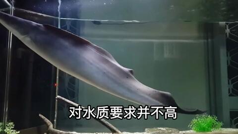 被称为 尼罗河魔鬼 的鱼 视力为零 生性残暴 捕食全靠放电 哔哩哔哩 Bilibili