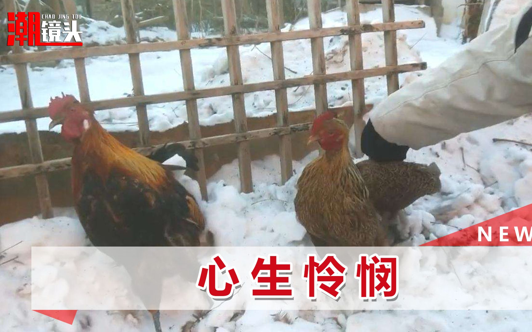 [图]动物过冬真不容易：鸡被冻死在雪地中，狗直缩爪子，猫像跳踢踏舞