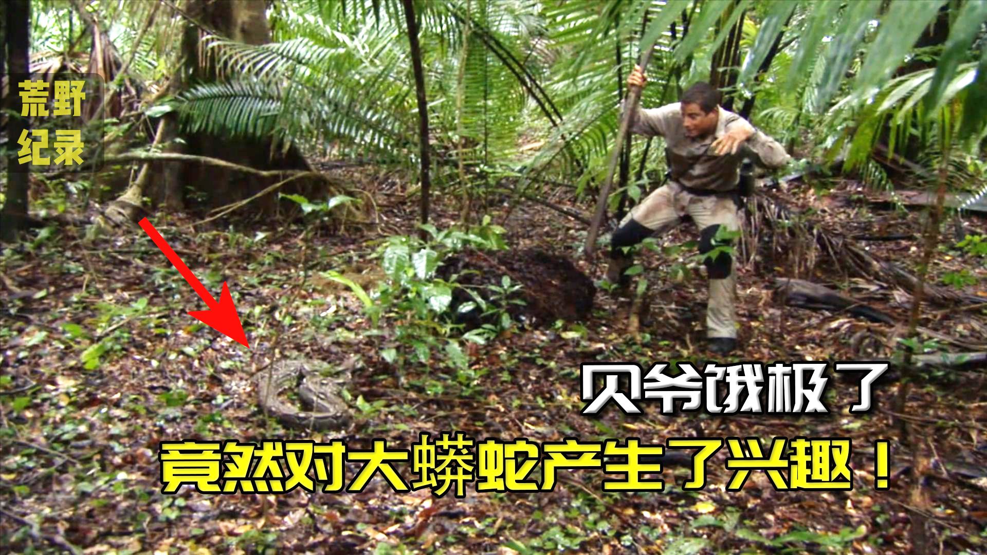 [图]贝爷前往丛林冒险，发现一条大蟒蛇，直接抓住烤着吃！