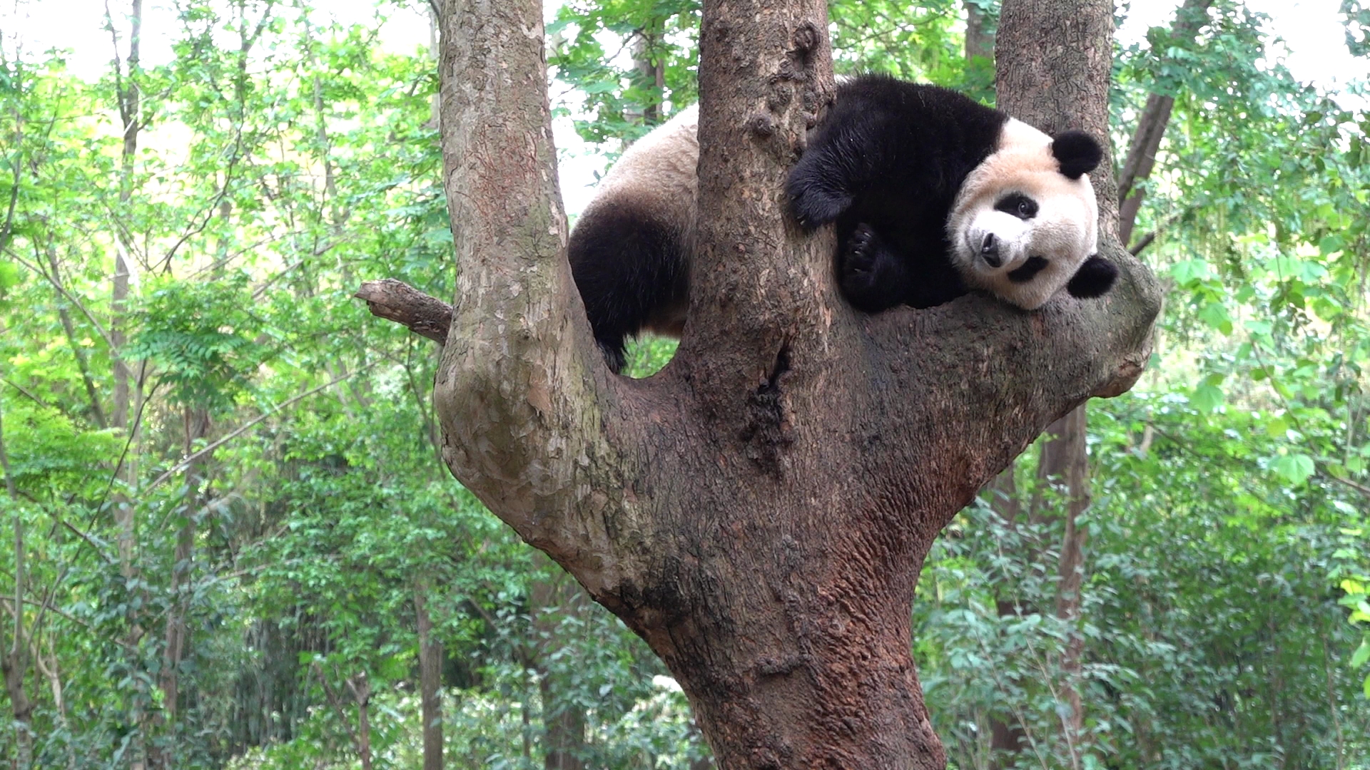 20210414【大熊猫】树上的仙女娜娜