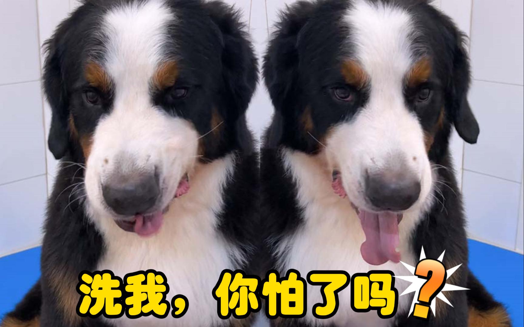 伯恩山犬短毛图片