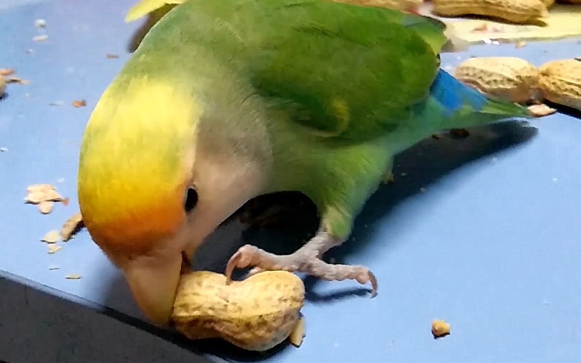 【牡丹鹦鹉】樱樱只吃花生米,不吃花生壳!