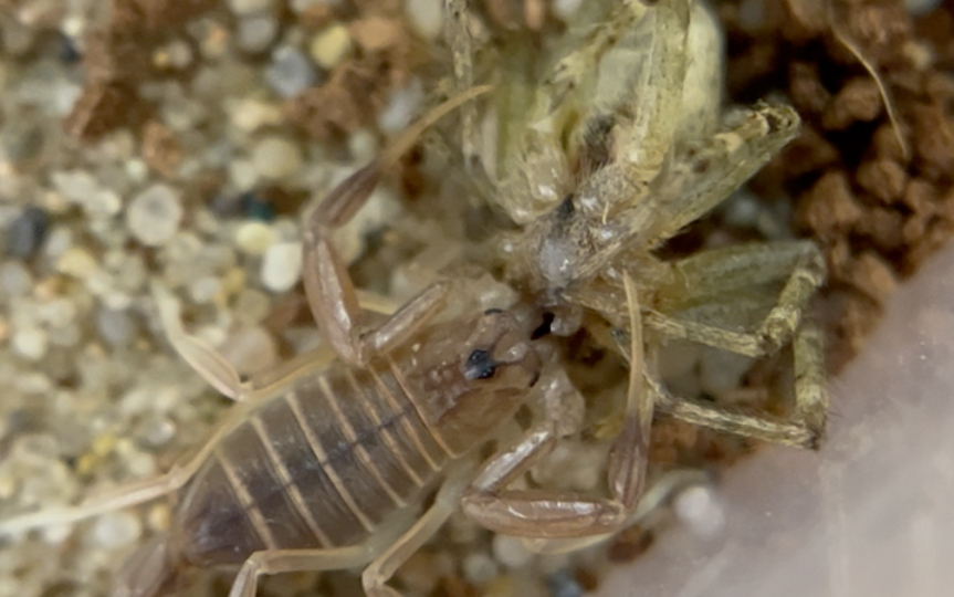 蝎子捕食蜘蛛微距