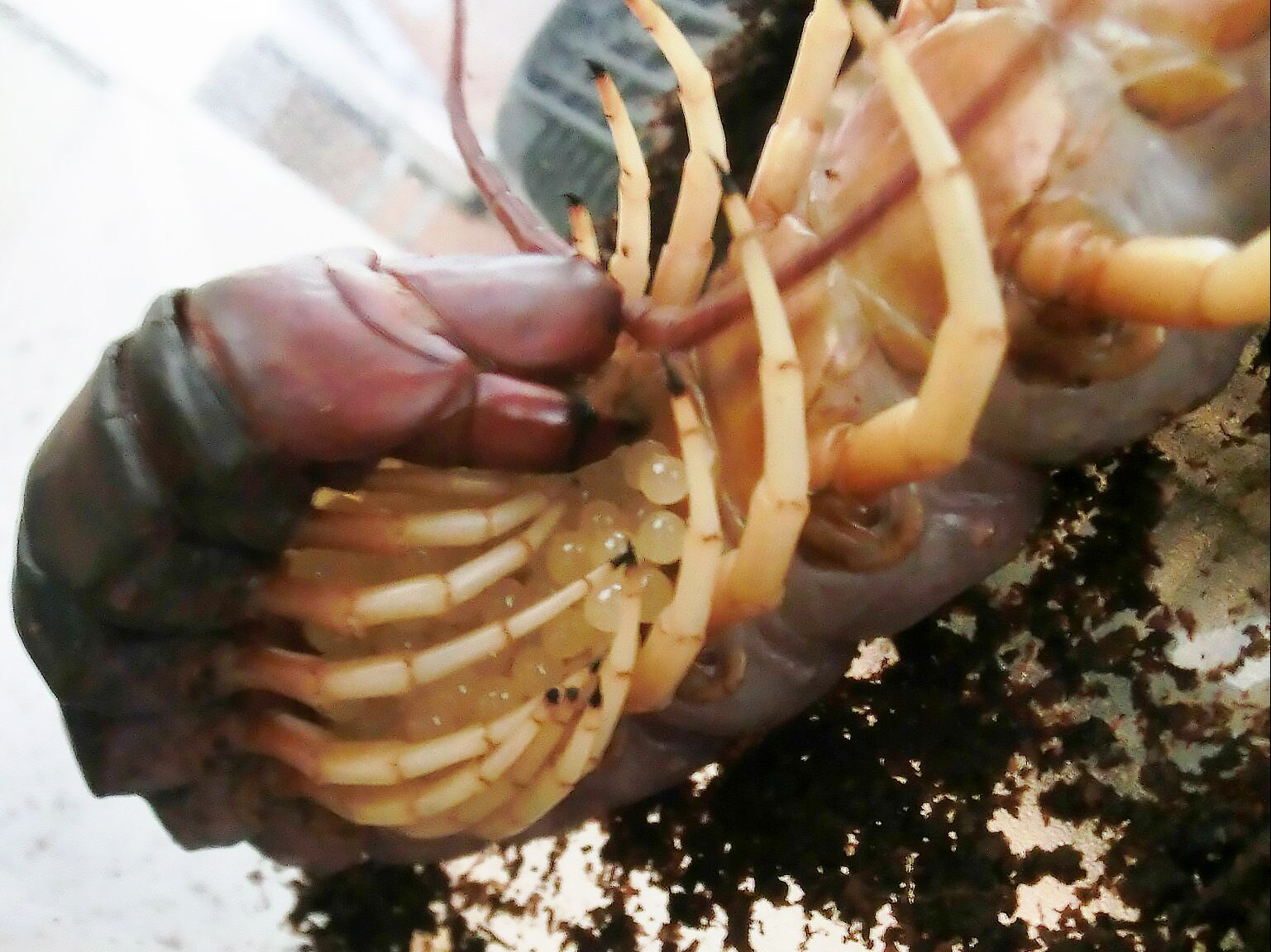 白脚秘鲁巨人蜈蚣, 2024年繁殖下地