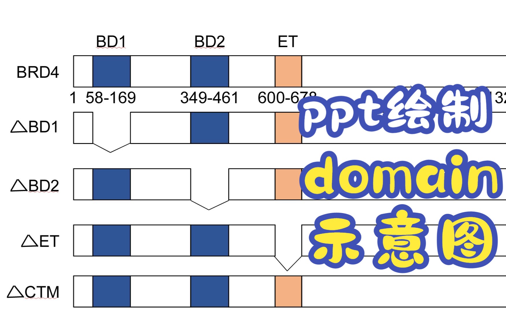 我不允许你不会做结构域示意图(新手向)哔哩哔哩bilibili