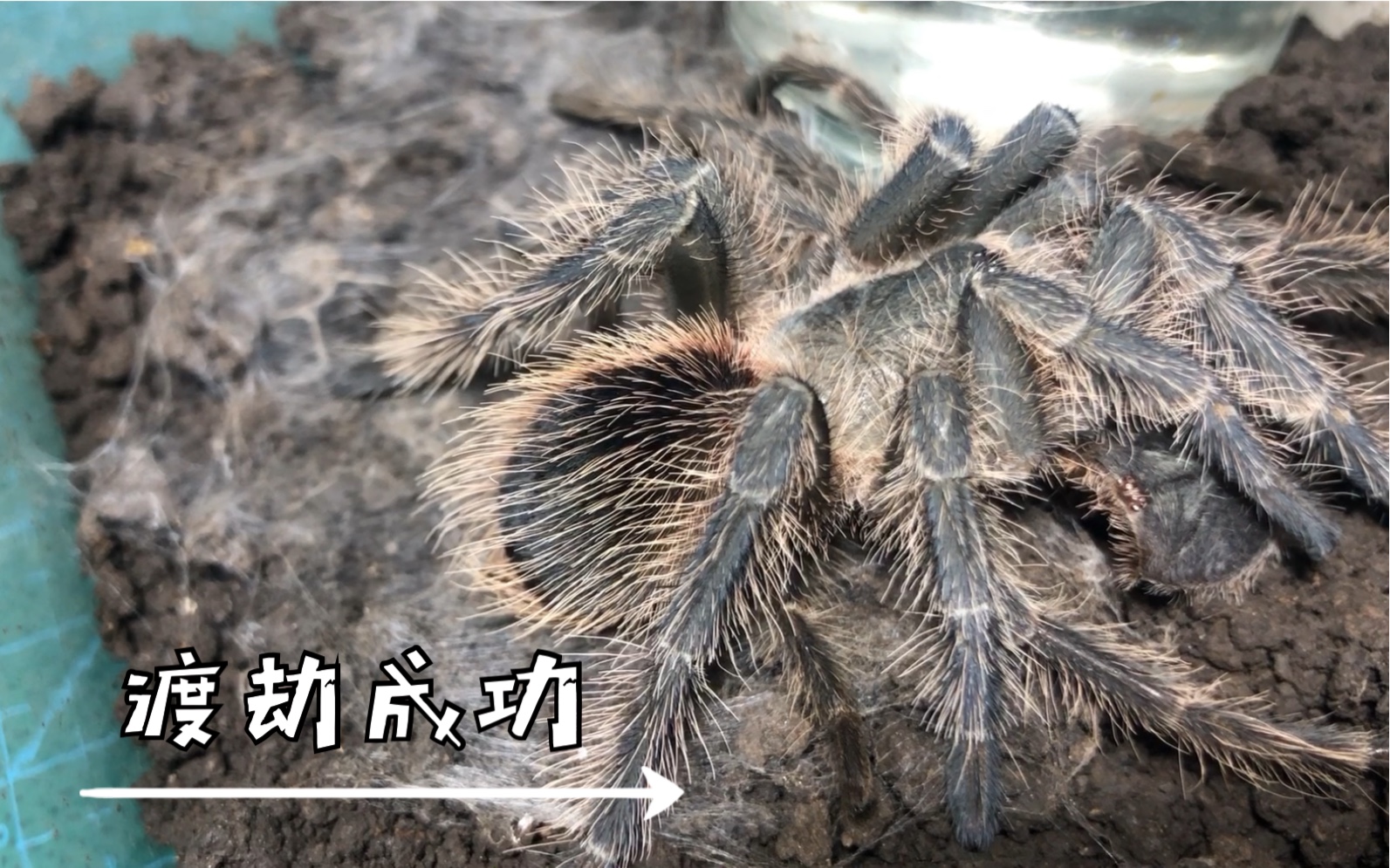 活动作品毛蜘蛛重获新生巴西火红捕鸟蛛蜕皮延时3小时过程