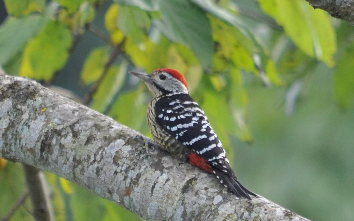 【中国啄木鸟大全】18 纹胸啄木鸟 (dendrocopos atratus) /雄性