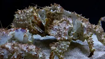 你懂不懂相模角矶蟹的痛 哔哩哔哩 Bilibili