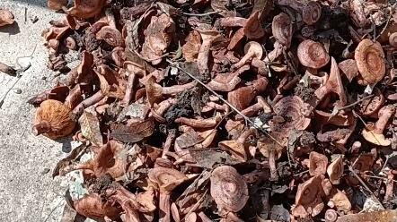 香蘑是天然的调味料,炒菜,拌馅,炖鸡,炖肉,炖鱼