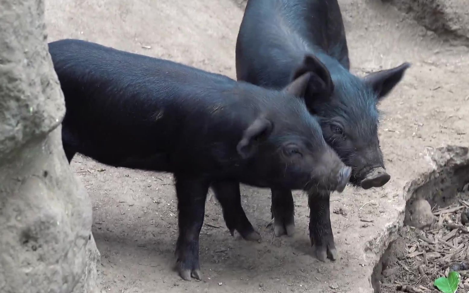 济州美味的黑猪肉_哔哩哔哩 (゜-゜)つロ 干杯~-bilibili