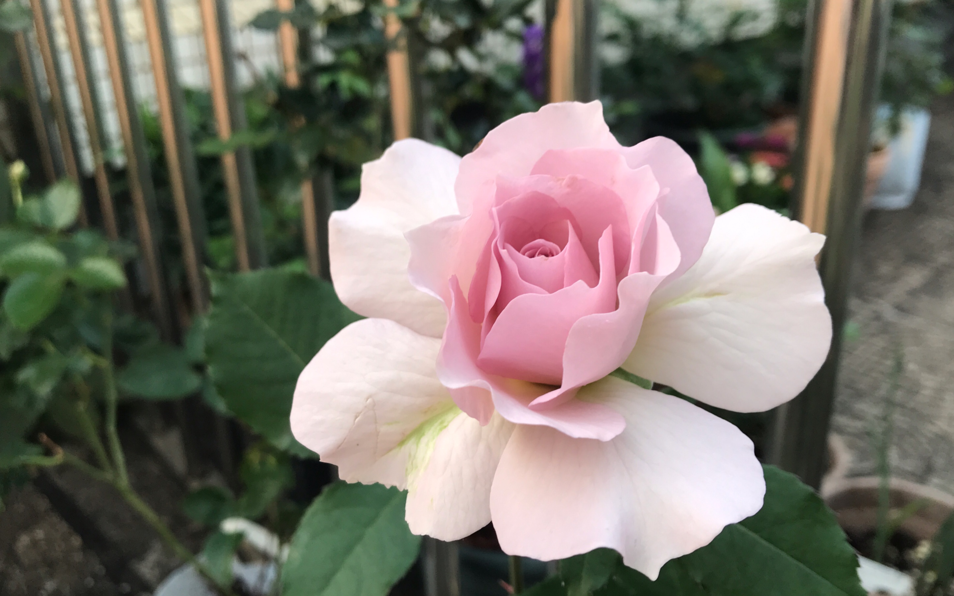 【月季】赏花|蓝紫色月季|又香又仙的新浪潮_哔哩哔哩 (゜-゜)つロ