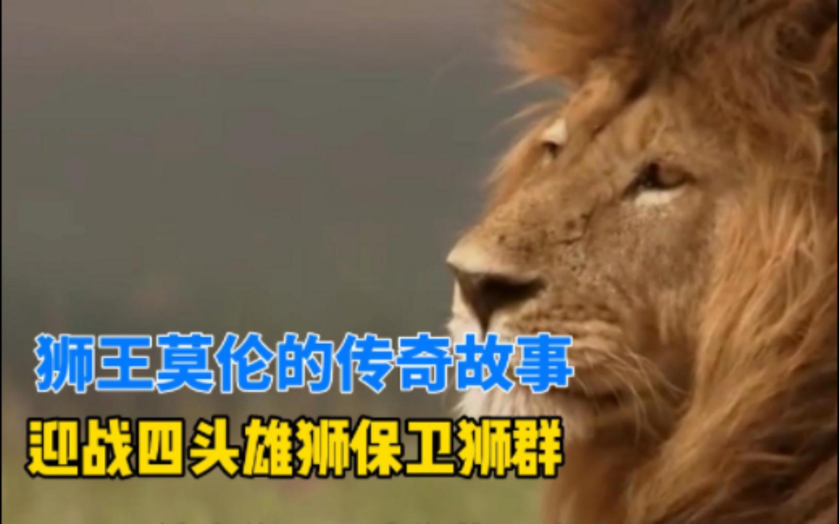 狮王莫伦的传奇故事,迎战四头雄狮保卫狮群