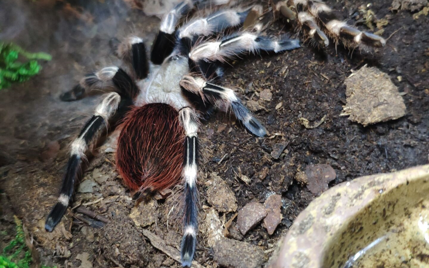 白间红尾久经沙场蜕变为崭新出厂