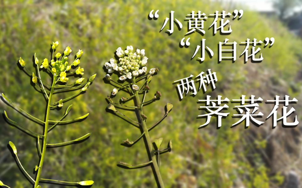 春天郊外的小黄花和小白花|水荠菜花和毛荠菜花||微观世界|探索发现