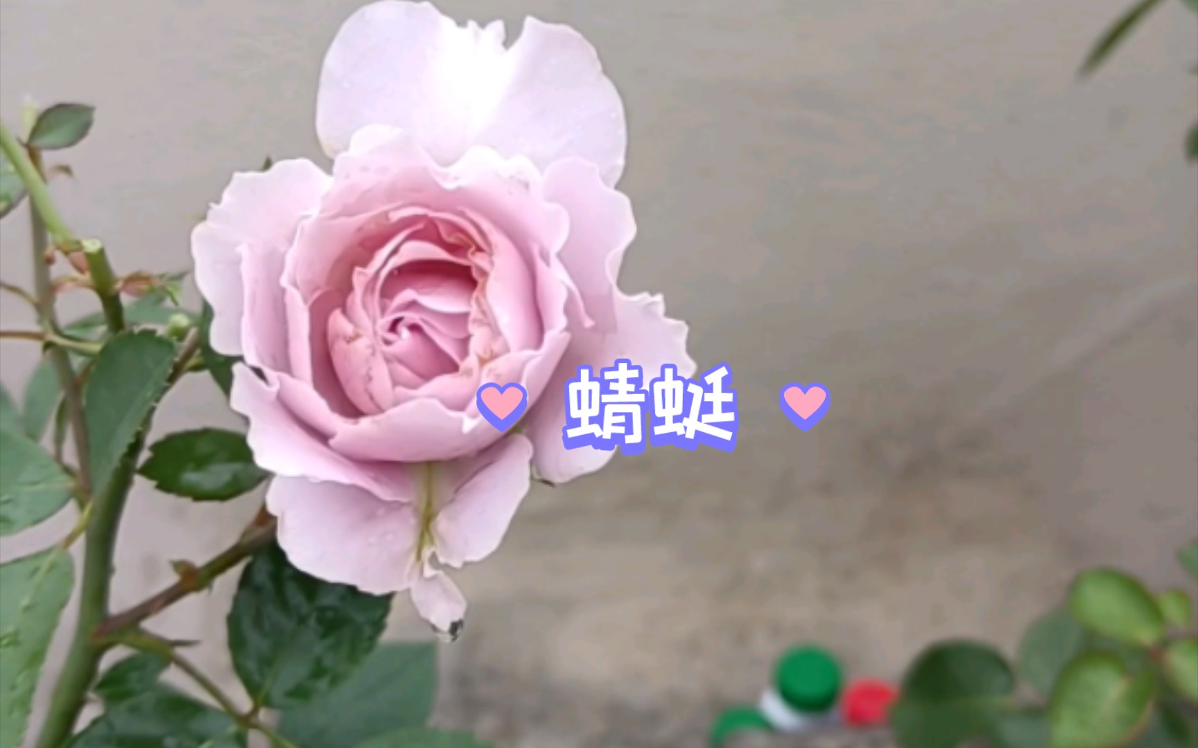 月季品种介绍——蜻蜓哔哩哔哩bilibili