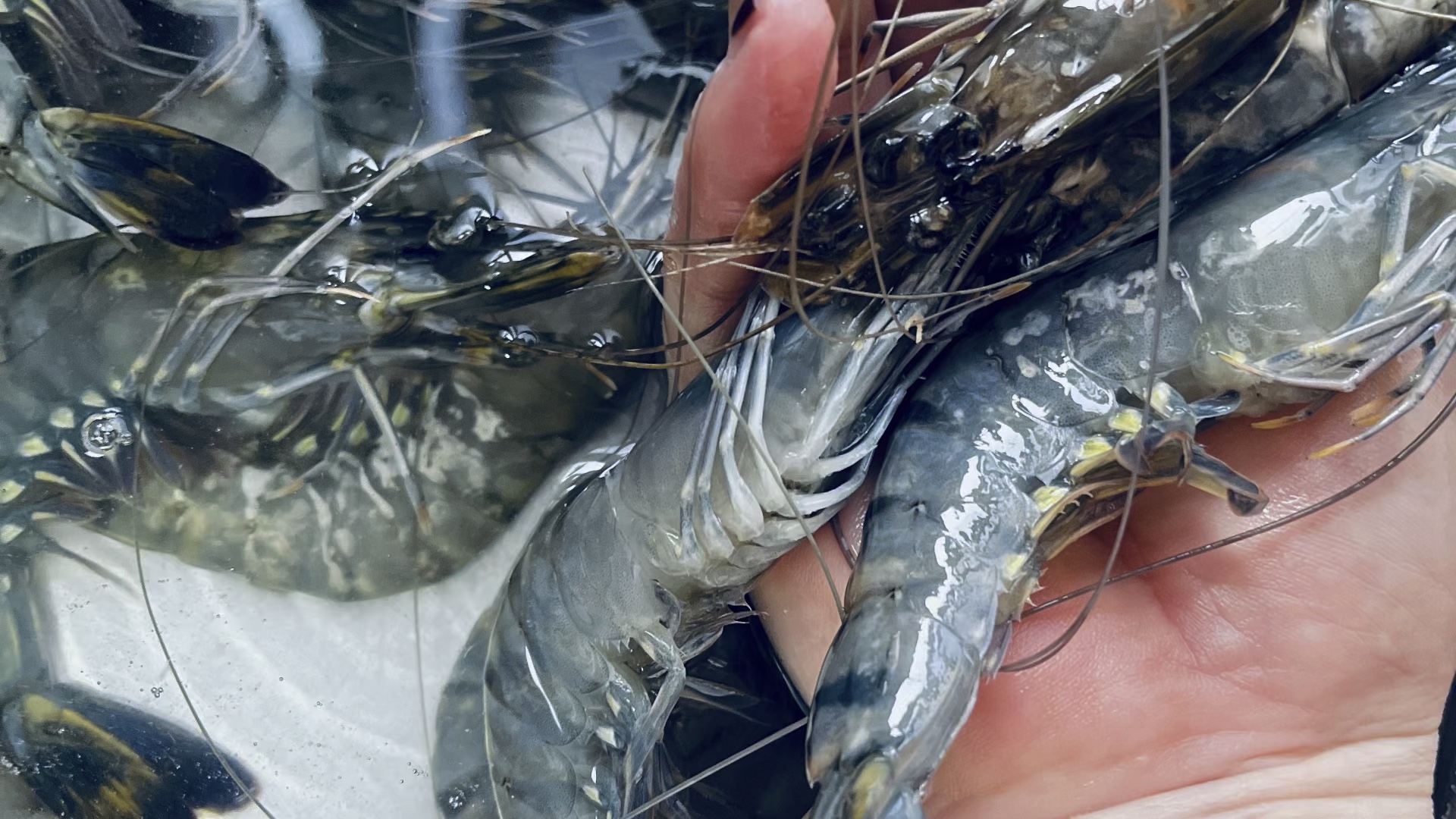 malaysianblacktigershrimphandmadespaghetti