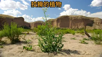 Tải video: 借刀杀人的植物