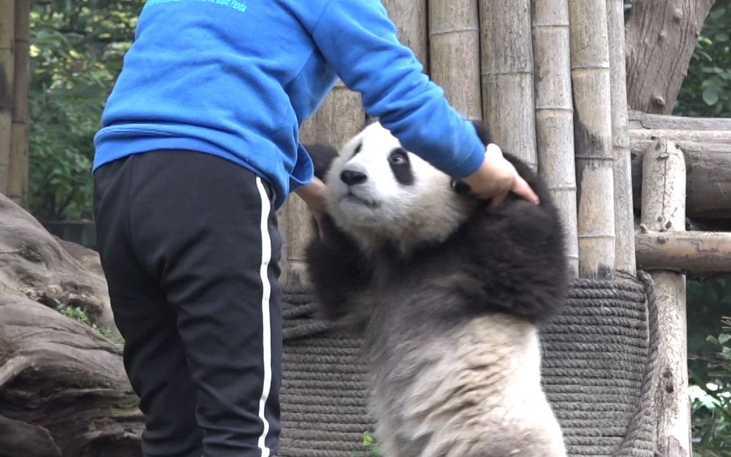 乖巧宝宝邀请奶妈跳支舞 但好像奶妈不怎么愿意