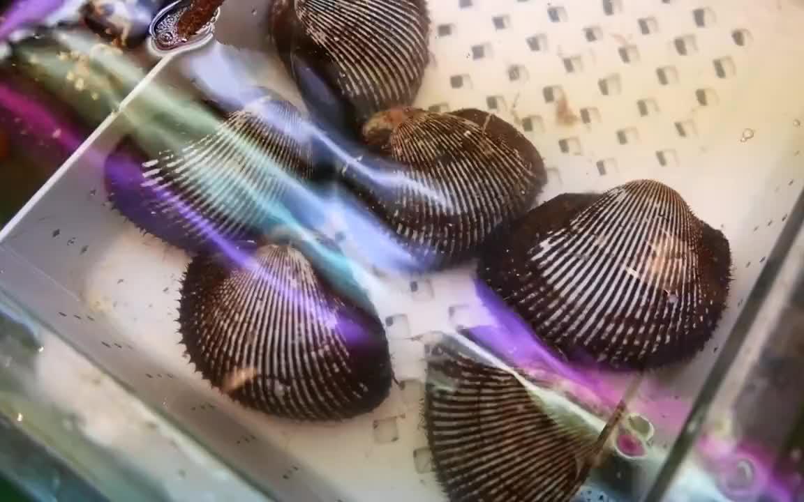 日本街头美食 -红蛤蜊_哔哩哔哩_bilibili